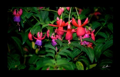 Fuschia  - Original art by David Crellen