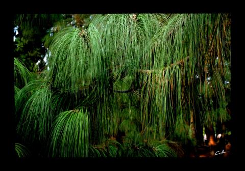 Green Cascades  - Original art by David Crellen